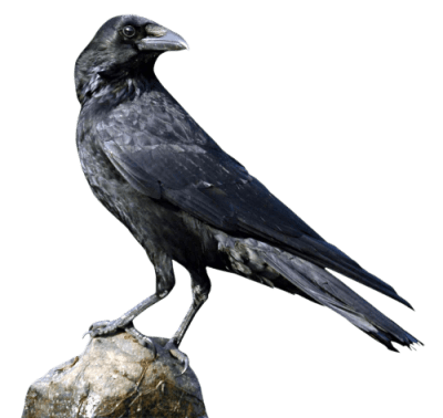 پکیج حیات وحش