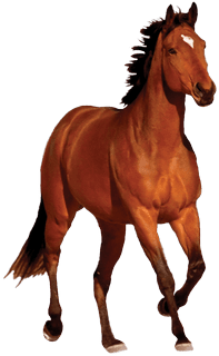 پکیج حیات وحش