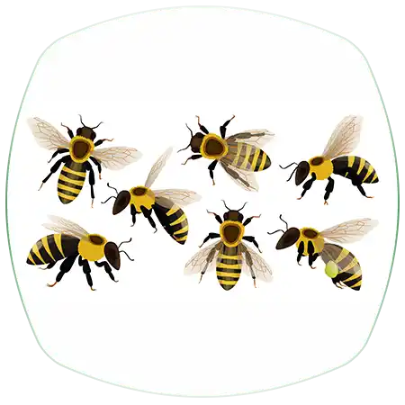 فایل لایه باز وکتوری زنبور عسل